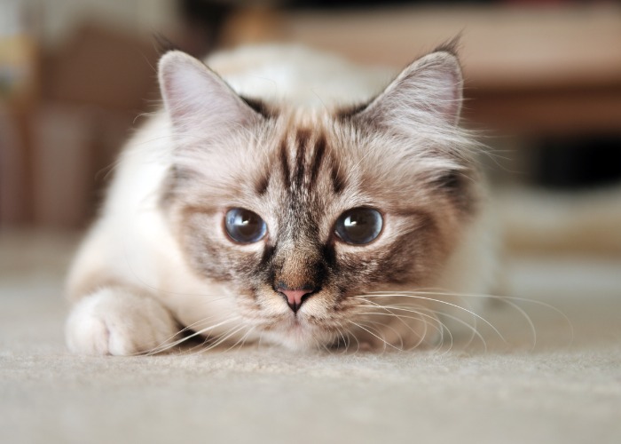 A Birman cat breed hunting