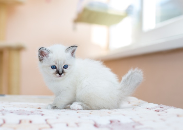 White Birman cat