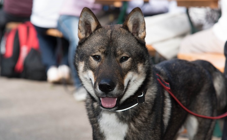 Shikoku Japanese dog breed