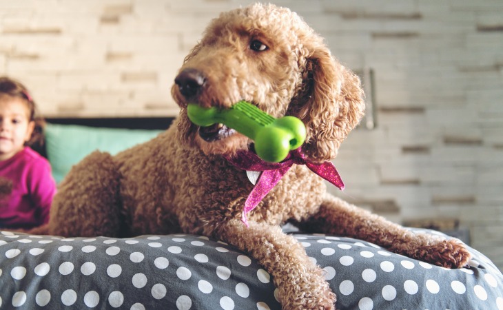 Dog with a bone-shaped toy