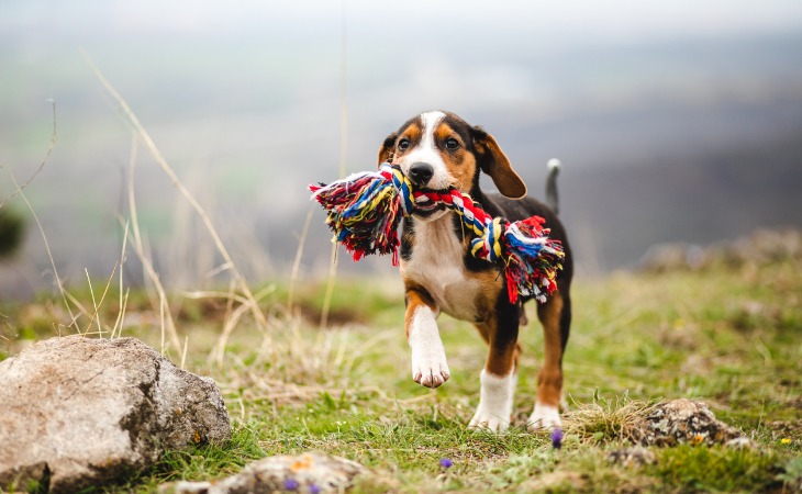 There are different types of rope toys for dogs.