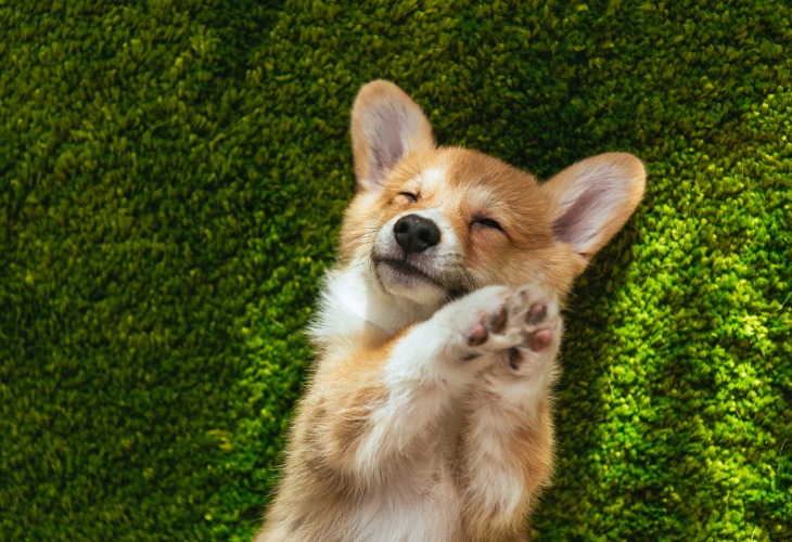 A Welsh Corgi puppy lying down