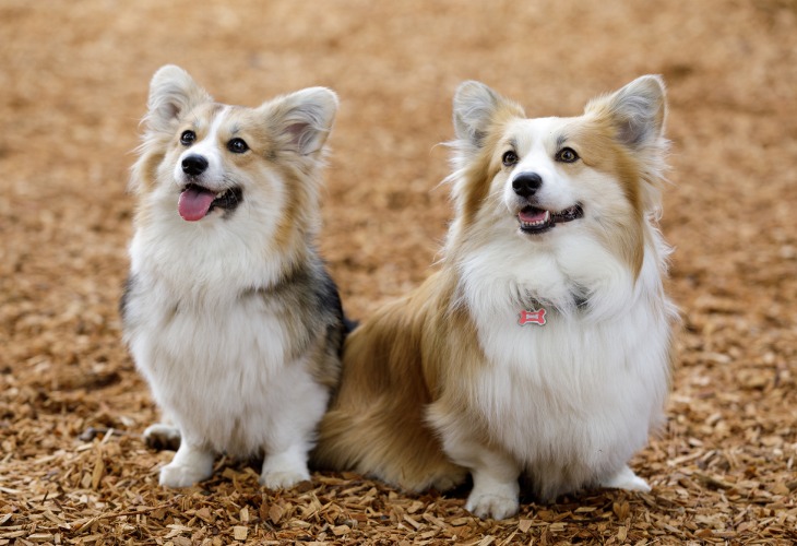 Two Welsh Corgi dogs sitting outside
