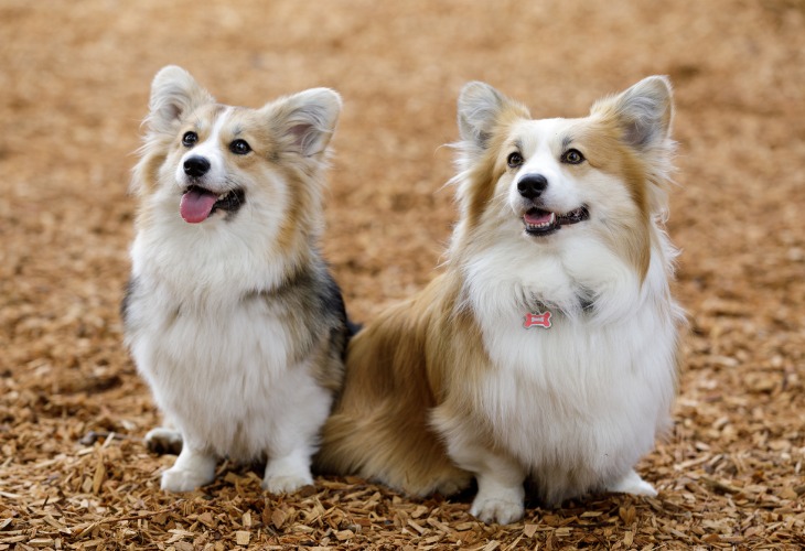 Two Welsh Corgi dogs sitting outside