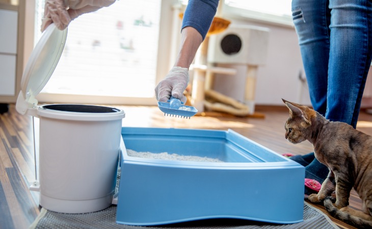 Someone cleaning a litter box