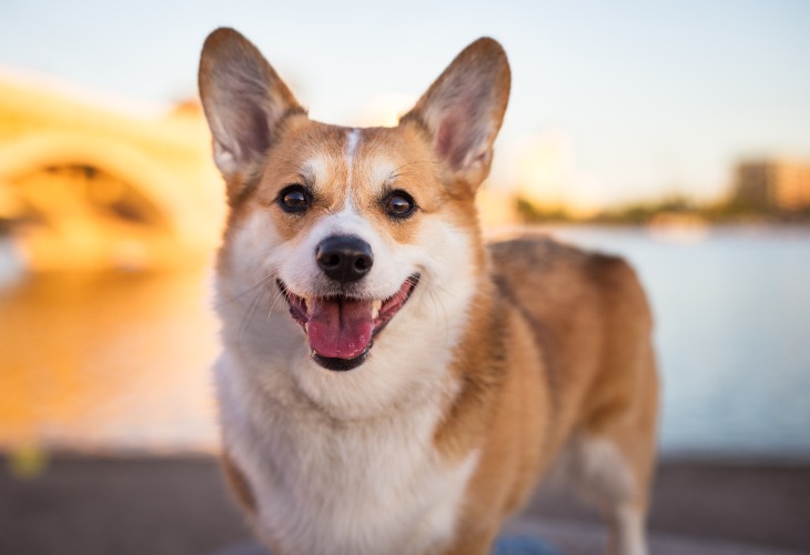 A close-up photo of a Welsh Corgi