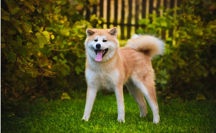 Akita Inu Japanese dog breed