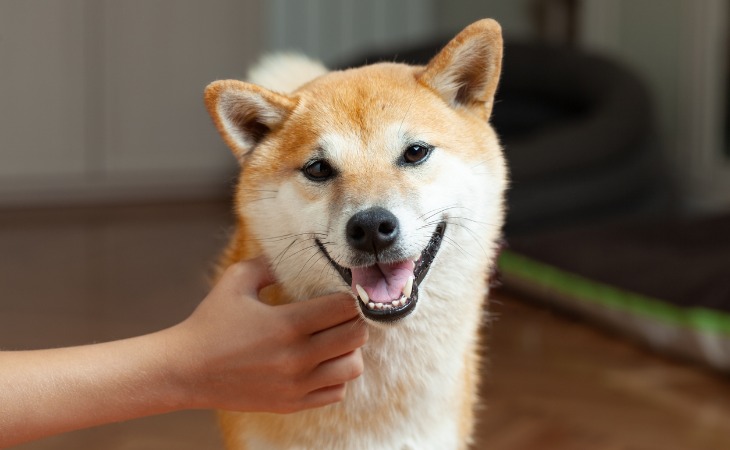 Shiba Inu Japanese dog breed