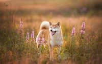 Shiba Inu dog breed