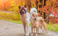 An Akita Inu and a Shiba Inu