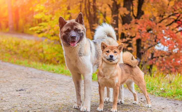 An Akita Inu and a Shiba Inu