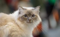 15 things you didn't know about the Birman