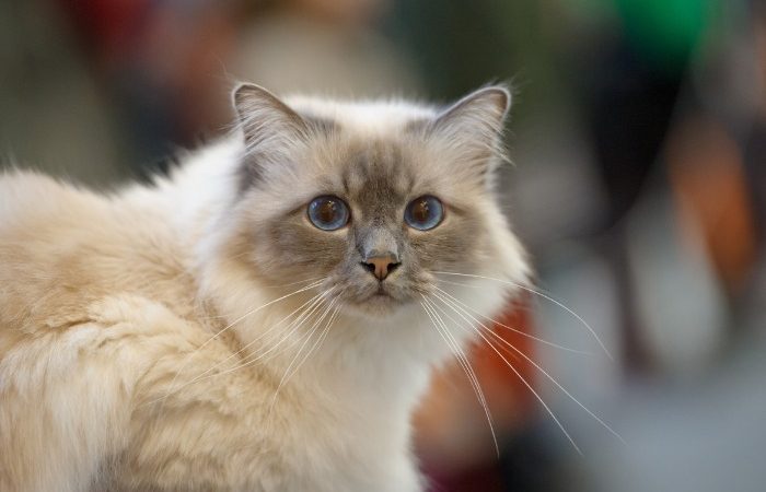 15 things you didn't know about the Birman