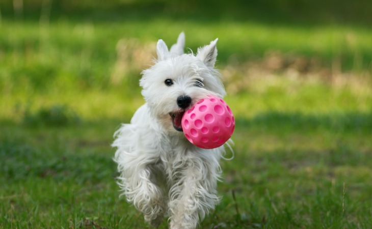 Ball toys are great for dogs.