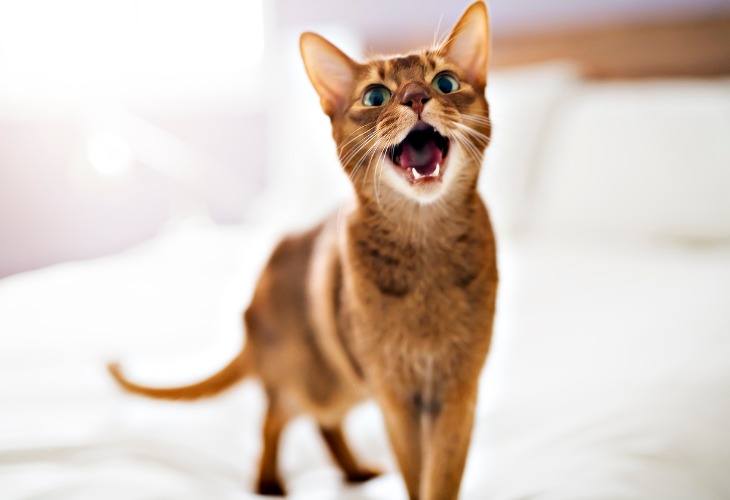 Abyssinian cat meowing