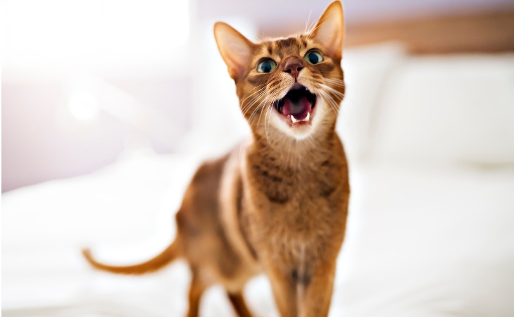 Abyssinian cat breed wild