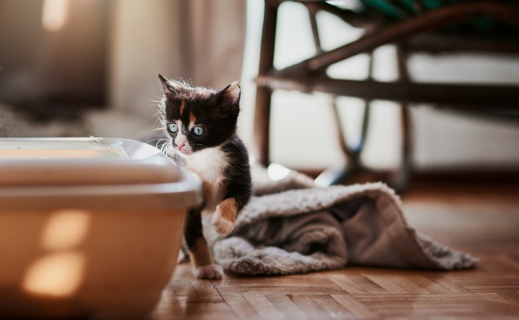 Welcoming a new kitten litter box