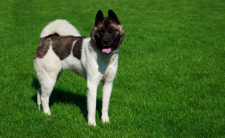 American Akita dog breed