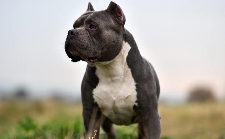 American Bully dog breed