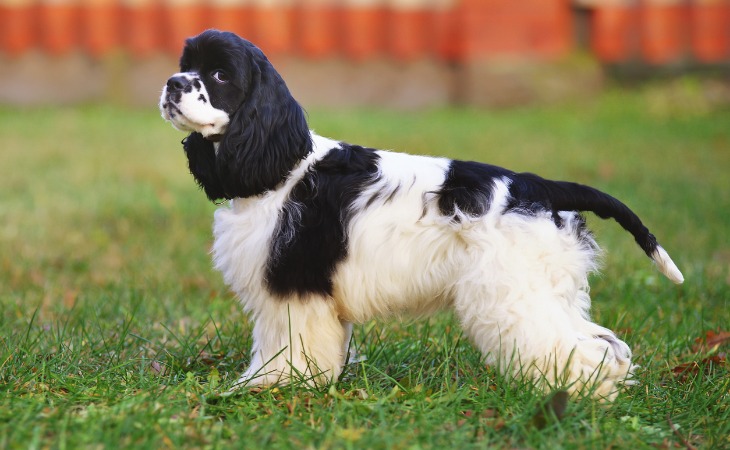 American Cocker Spaniel