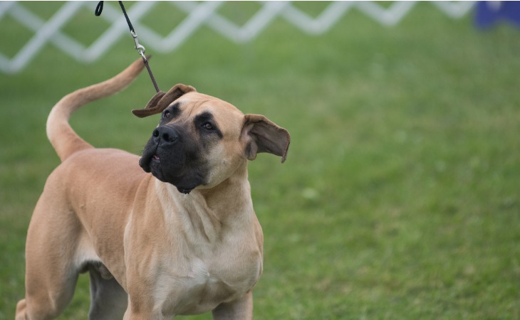 American Mastiff