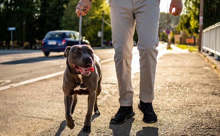 American Staffordshire Terrier dog breed