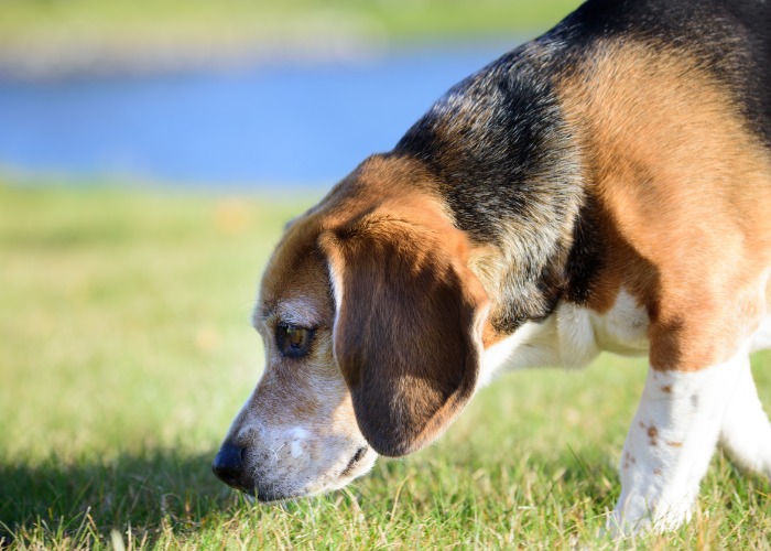 A Beagle with big ears