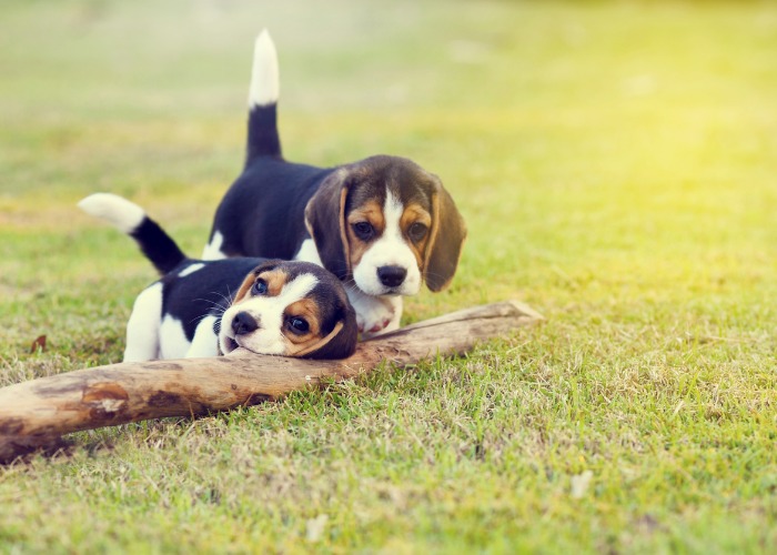 Two Beagle puppies playing together in the grass