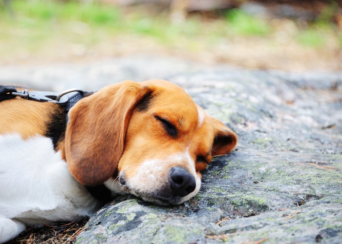 A Beagle sleeping in the nature