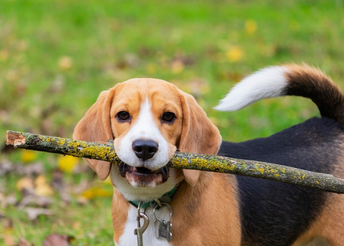 A Beagle outside with a stick in its mouth
