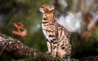 A Bengal cat breed that looks like a wild animal