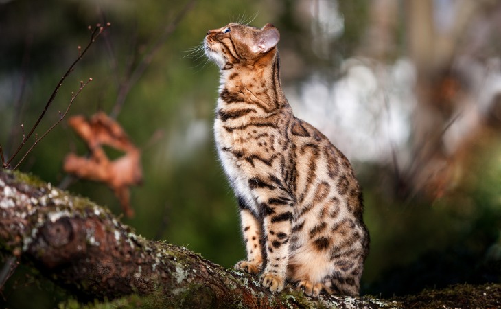 A Bengal cat breed that looks like a wild animal