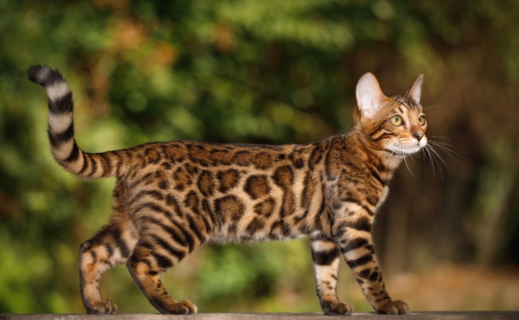 Bengal cat breed wild