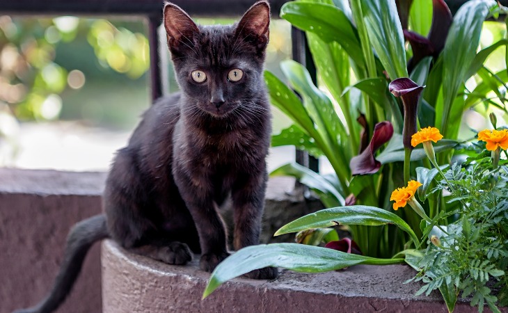 Bombay cat breed