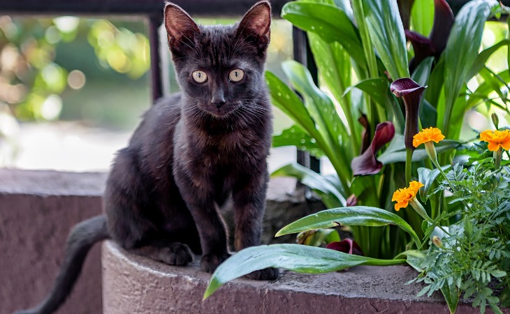 Bombay cat breed 