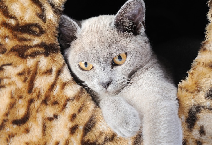 Burmese cat with beautiful eyes