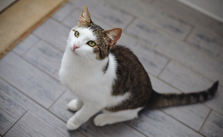 A cat waiting to be fed