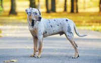 Catahoula Leopard Dog American Dog breed