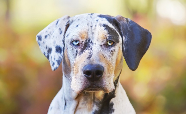 Catahoula Leopard Dog