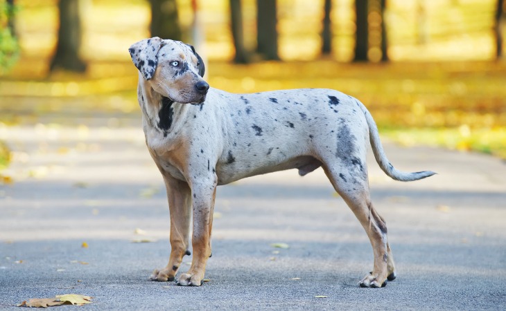 Catahoula Leopard Dog American Dog breed