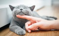 How to pet a cat properly