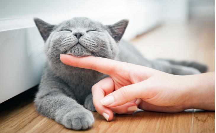 How to pet a cat properly