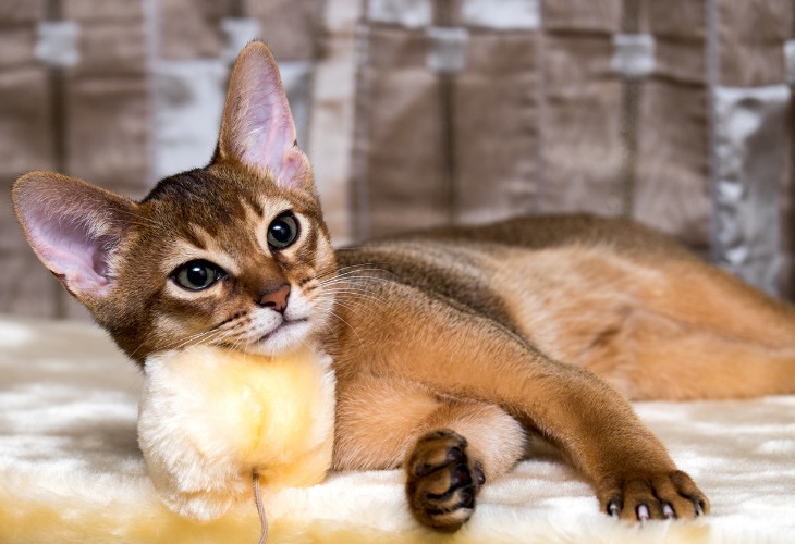 Abyssinian kitten lying down