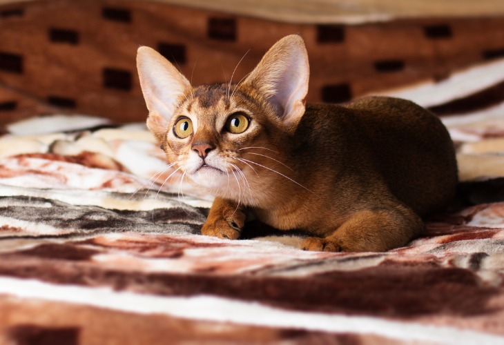 Abyssinian kitten playing on a bed