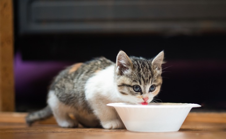 A kitten eating 