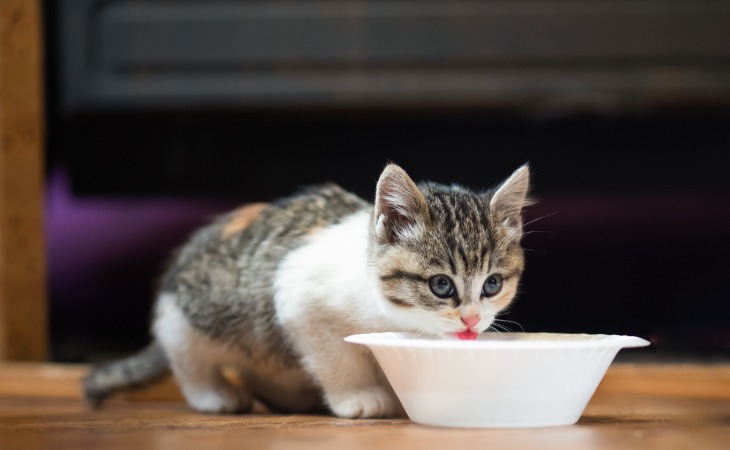 A kitten eating