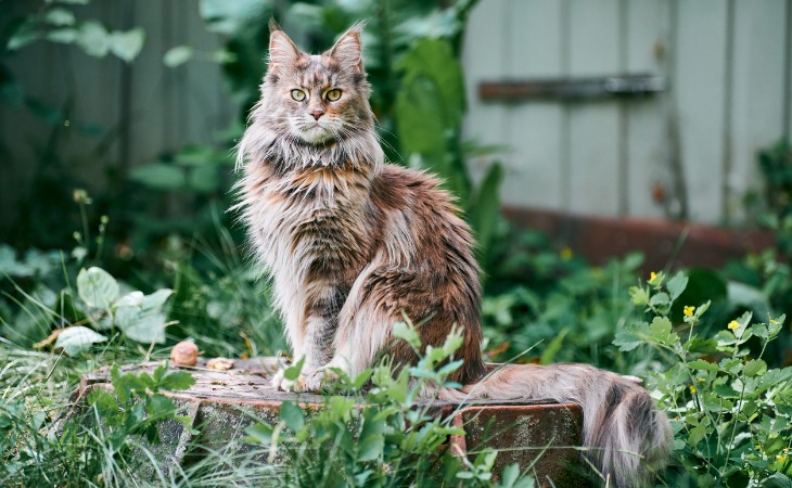 Maine Coon large cat breed