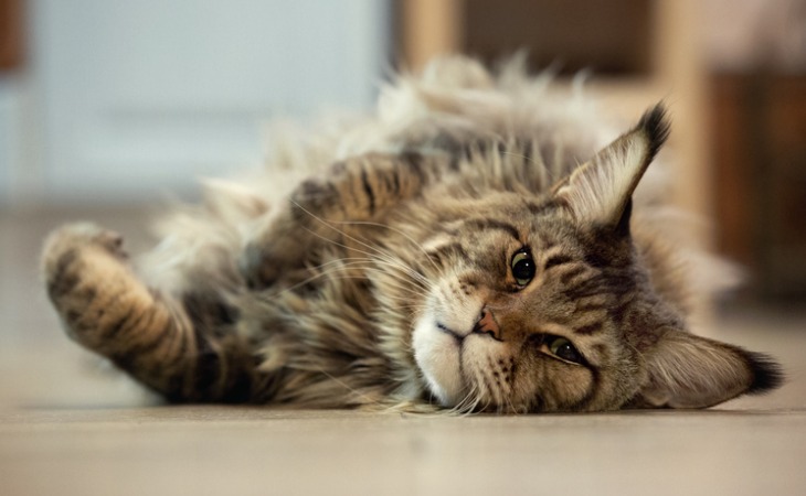 The Maine Coon is a popular large cat breed