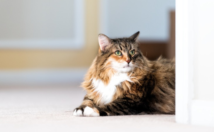 Norwegian Forest Cat large cat breed