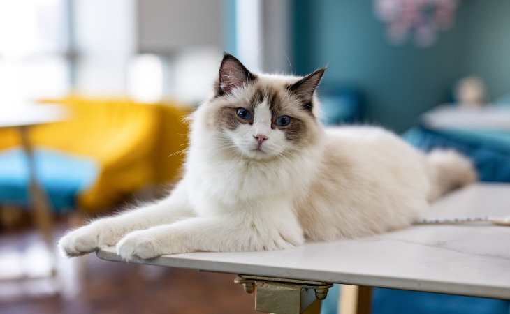 Ragdoll large cat breed